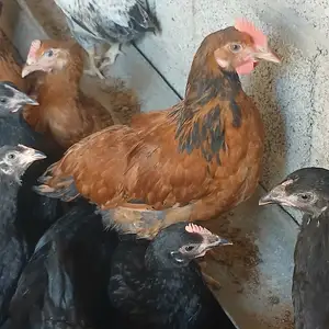Чучахои хонаги, Бобоҷон Ғафуров