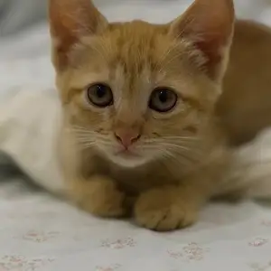 Котенок даром, Хуҷанд