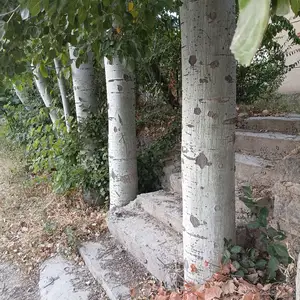 Сафедор, Пенджикент