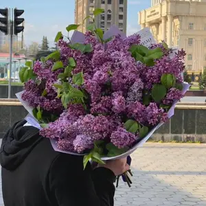 Цветы Лаванда, Душанбе