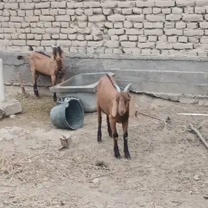 Бузи альпийский, Худжанд