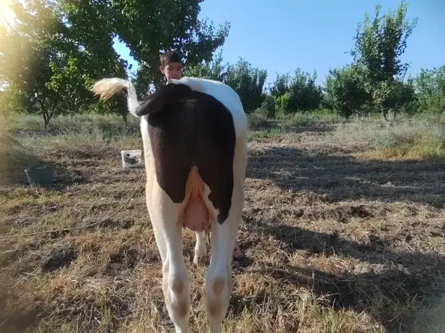 Букача, Канибадам