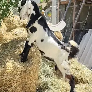 Такачахо, Худжанд