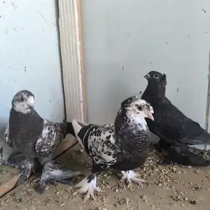 Кафтар, Пенджикент