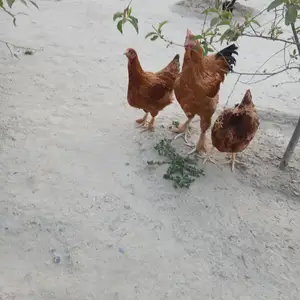 Мург, Хуҷанд