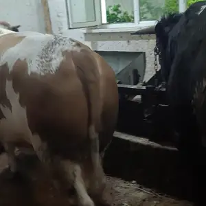 Бука, Худжанд