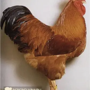 Хуруси Ломан, Худжанд