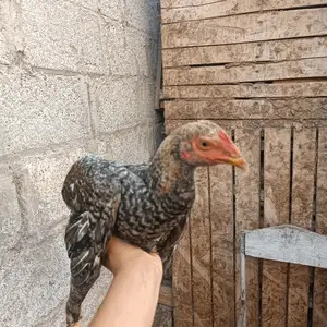 Хурузи дакан, Шахринав