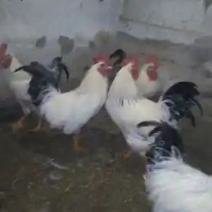 Мурги Рябушка, Вахдат