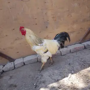 Хуруси рябушка, Бохтар (Курган-Тюбе)