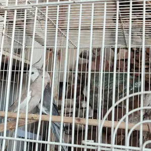 Попугай, Душанбе