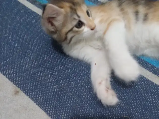 Котенок даром, Худжанд
