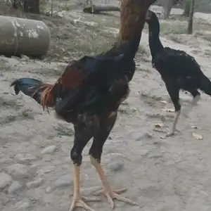 Дакан, Душанбе