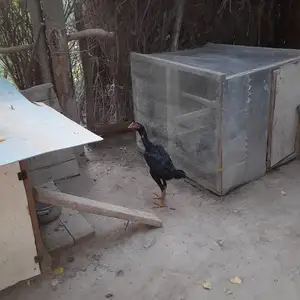 Чучаи дакан, Фархор