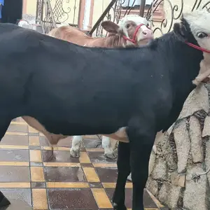 Бука, Худжанд