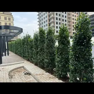 Ёсамин, Душанбе