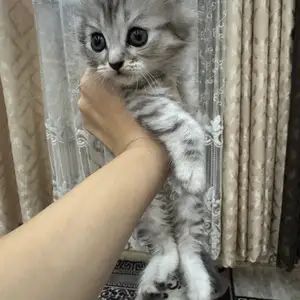 Котята, Бохтар (Курган-Тюбе)