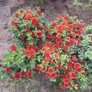 Хризантема, Душанбе