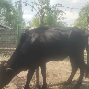 Гов, Гиссар