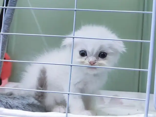Шотландский вислоухий котёнок, Душанбе