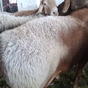 Гусфанди калони чори, Худжанд