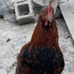 Мург Ломан бравун, Хуҷанд