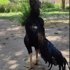 Дакан, Душанбе