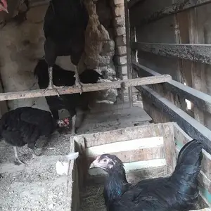 Тухми мургхои хонаги, Худжанд