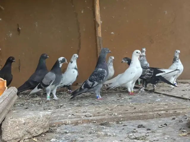 Кафтар, Бохтар (Курган-Тюбе)