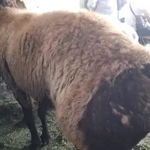 Кушкор, Худжанд