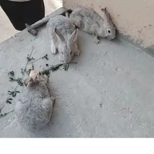 Харгуш, Турсунзаде