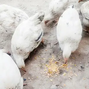 Чучаи Рябушка, Душанбе