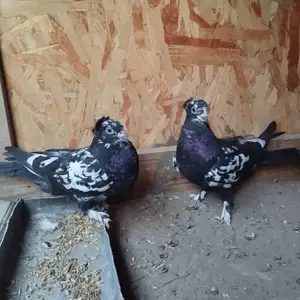 Кафтар, Душанбе