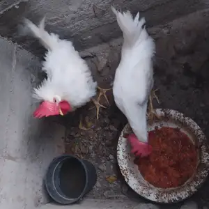Хурузи хонаги, Худжанд