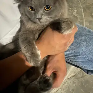 Кот на вязку, Душанбе