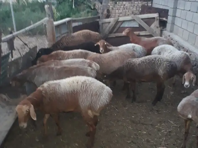 Солукхои бугуз, Хуҷанд