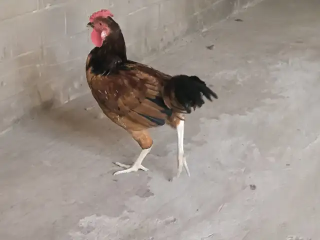 Хурус, Конибодом