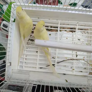 Попугай, Душанбе
