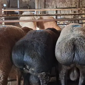 Кучкорхо, Худжанд