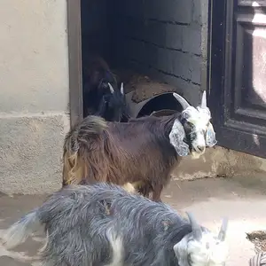 Буз Така, Вахдат