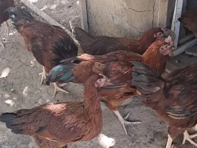 Хурусхои Ломан браун, Гиссар