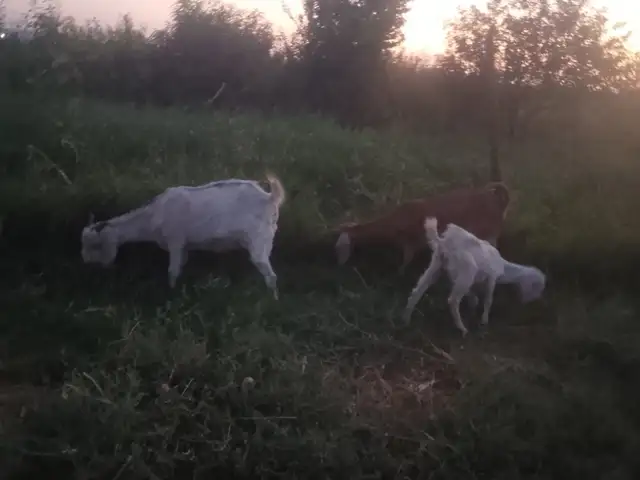 Бузҳои покистони, Хуҷанд