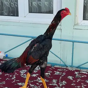 Чуча, Бобоҷон Ғафуров