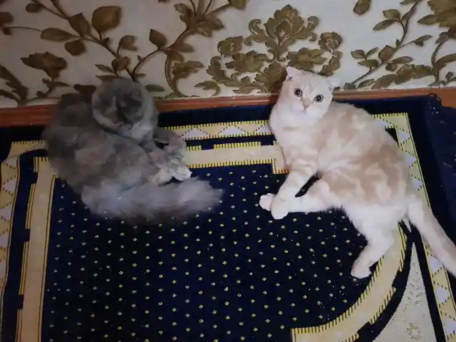 Кот вислоухий, Душанбе