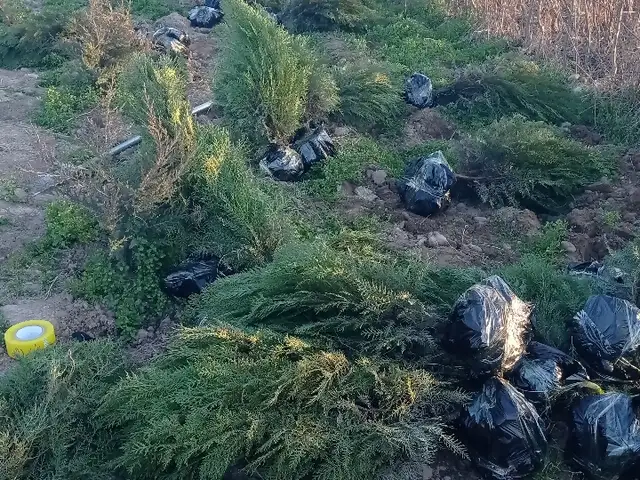 Туя, Хуҷанд
