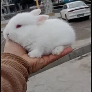 Харгушча 9км, Душанбе