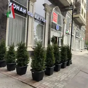 Ёсамин, Душанбе