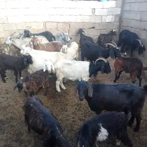 Барра, Душанбе