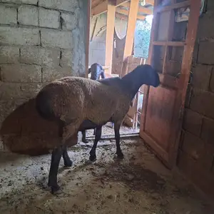Гусфанд, Худжанд
