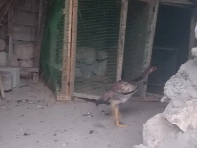 Мокиен, Абдурахмони Джоми